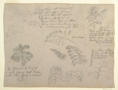 Dessin, études botaniques, vues du Rio Magdalena, Colombie, 1853 - Frederic Edwin Church