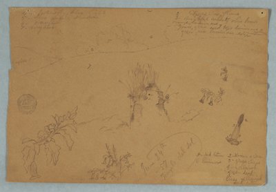 Dessin. Croquis botaniques et de nuages près de Quito, Équateur - Frederic Edwin Church