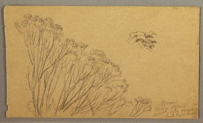 Dessin, arbres en forme de buisson, peut-être 1865-66 - Frederic Edwin Church