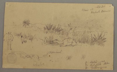 Dessin, Chameaux s