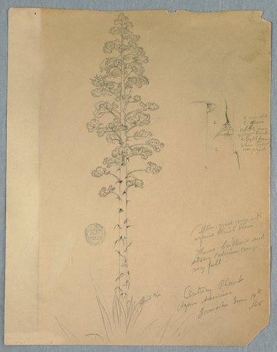 Dessin, plante centenaire, Agave Americana, Jamaïque, 14 juin 1865 - Frederic Edwin Church