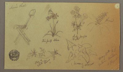 Dessin, études de chaises et de plantes, 15 mai 1868 - Frederic Edwin Church