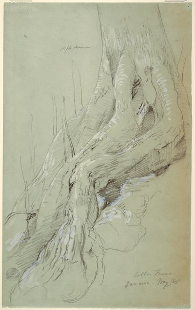 Dessin, racines de cotonnier poussant sur une pente, Jamaïque, mai 1865 - Frederic Edwin Church