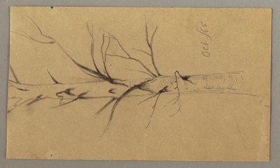 Dessin, Arbre mort, octobre 1865 - Frederic Edwin Church