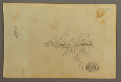 Dessin, arbre à feuilles persistantes, 1844 - Frederic Edwin Church