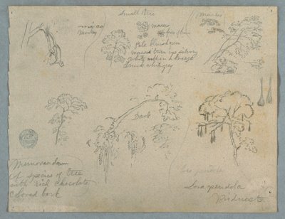 Dessin, Cinq études botaniques avec un singe suspendu, probablement Colombie, 1853 - Frederic Edwin Church