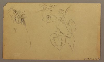 Dessin, paysage ; verso : croquis botaniques, 1865 - Frederic Edwin Church