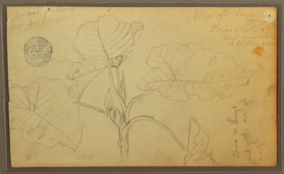 Dessin, feuilles, 1857 - Frederic Edwin Church