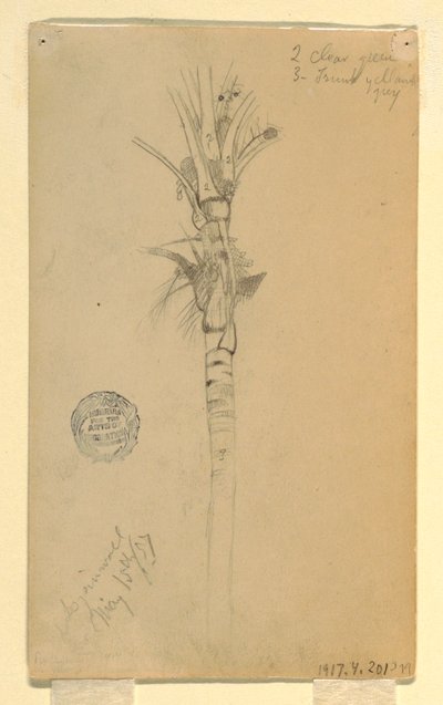 Dessin, feuilles et tige d