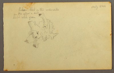 Dessin, lichen, 1844 - Frederic Edwin Church