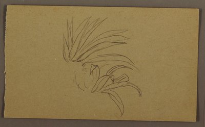 Dessin, plante de lys, 1865 - Frederic Edwin Church