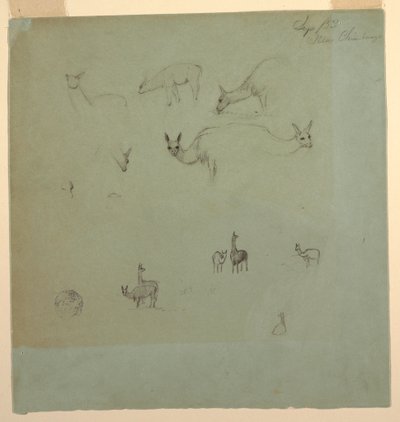Dessin, lamas près de Chimborazo, Équateur, septembre 1853 - Frederic Edwin Church