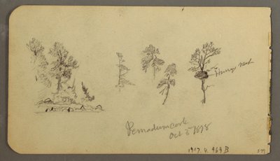 Dessin, études sur le pin, 1878 - Frederic Edwin Church