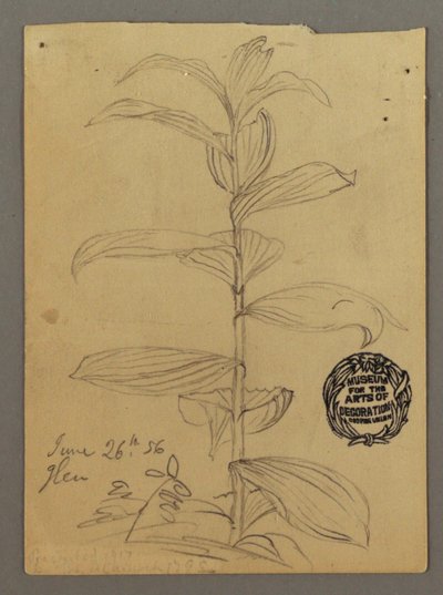 Dessin, étude de plantes, 26 juin 1856 - Frederic Edwin Church