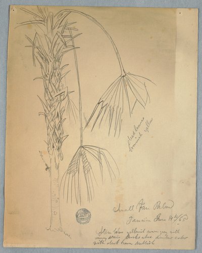 Dessin, petit palmier à éventail, Jamaïque, 14 juin 1865 - Frederic Edwin Church