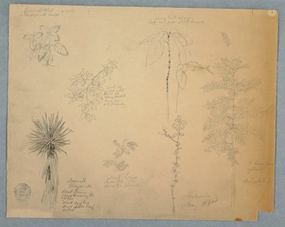Dessin, baïonnette espagnole avec un arbre et cinq autres études de plantes, Jamaïque, mai 1865 - Frederic Edwin Church
