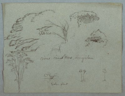 Dessin, Études du Rio Magdalena, Colombie :  Cimes d