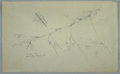 Dessin, étude de bambou, Jamaïque, mai-août 1865 - Frederic Edwin Church