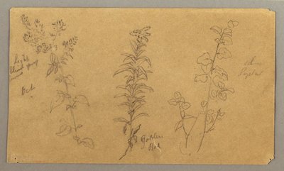 Dessin, Trois études de plantes, octobre 1865 - Frederic Edwin Church