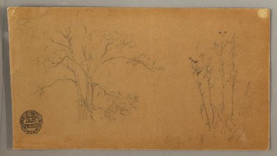 Dessin, Arbres et plantes, Elecampene, septembre 1856 - Frederic Edwin Church