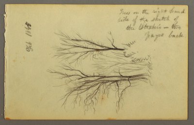 Dessin, Arbres près de l