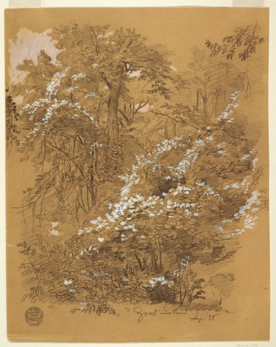 Dessin, scène de forêt, île Goat, rivière Niagara, New York, septembre 1858 - Frederic Edwin Church