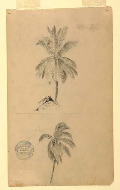 Dessins. Deux croquis. Palmiers. - Frederic Edwin Church
