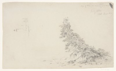 Arbre à feuilles persistantes près du rivage avec un détail du phare et d