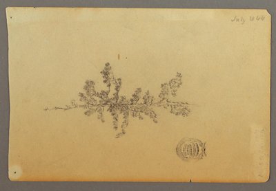 Arbre à feuilles persistantes - Frederic Edwin Church