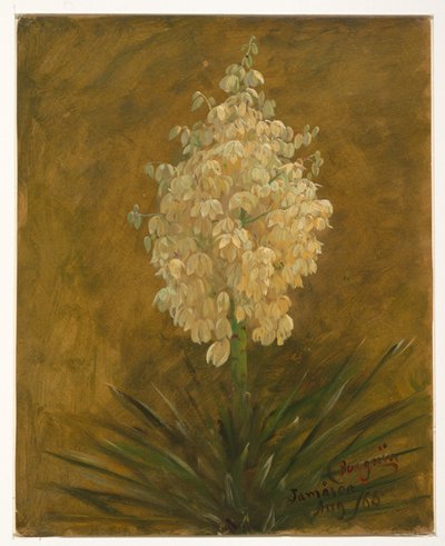 Plante de pingouin - Frederic Edwin Church