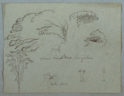 Études de la rivière Magdalena, Colombie : Cimes des arbres, oiseau blanc volant, vignes et trois plantes à fleurs - Frederic Edwin Church