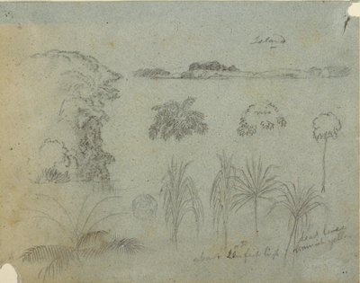 Étude avec cimes d
