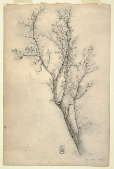 Arbre avec de nombreuses branches - Frederic Edwin Church