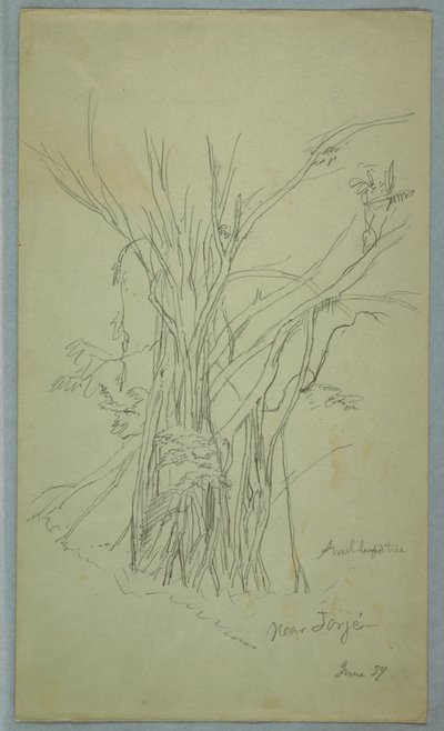 Arbre avec de nombreux troncs séparés près de Jorje, Équateur, juin 1857 - Frederic Edwin Church
