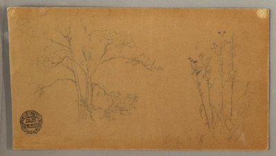 Arbres et plantes, Aunée - Frederic Edwin Church