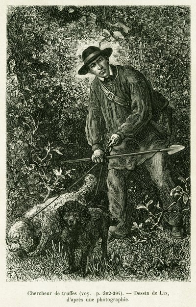 Un chercheur de truffes. Gravure par Lix pour illustrer l