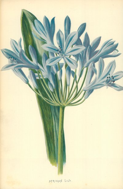 Lys africain - Frederick Edward Hulme