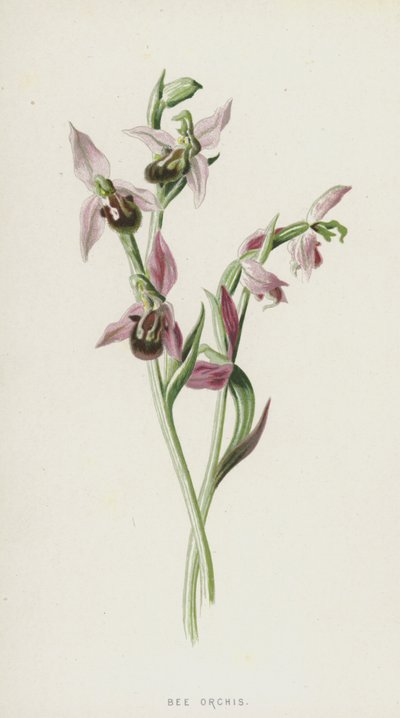 Ophrys abeille - Frederick Edward Hulme