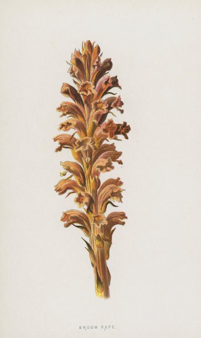 Orobanche - Frederick Edward Hulme