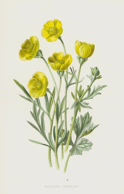 Renoncule bulbeuse - Frederick Edward Hulme