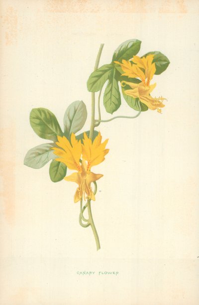 Fleur de canari - Frederick Edward Hulme