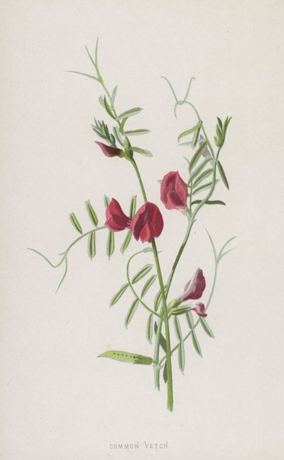 Vesce commune - Frederick Edward Hulme