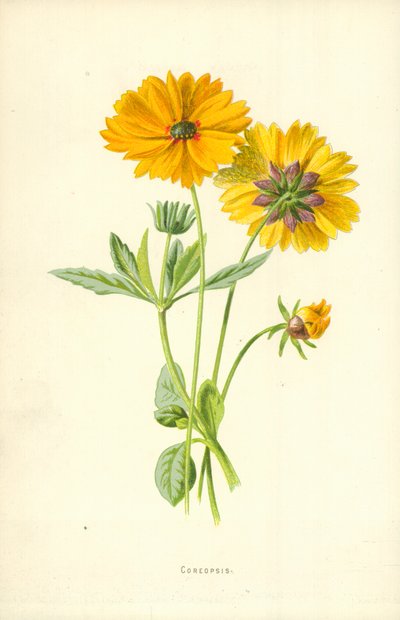 Coreopsis - Frederick Edward Hulme
