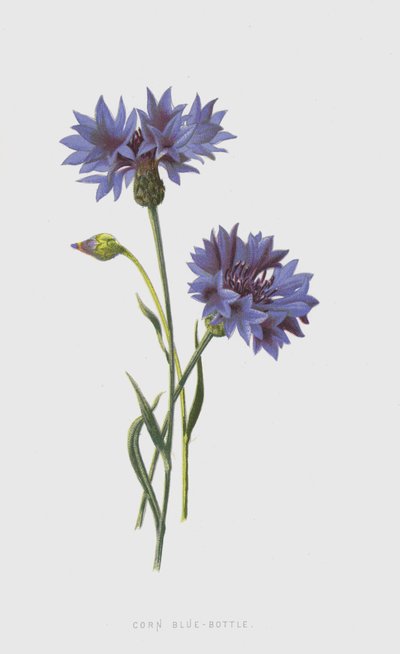 Bleuet des champs - Frederick Edward Hulme