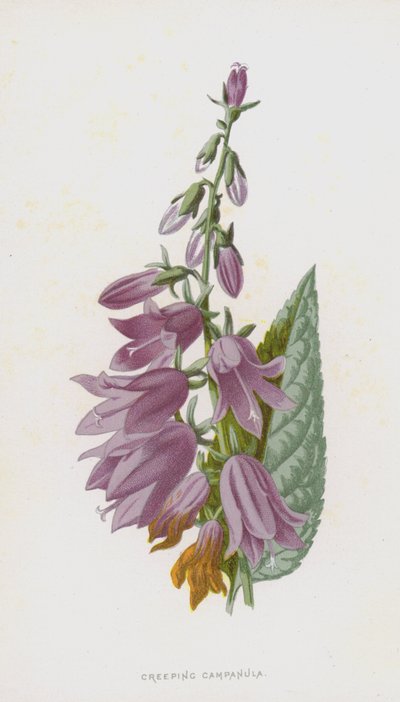 Campanule rampante - Frederick Edward Hulme