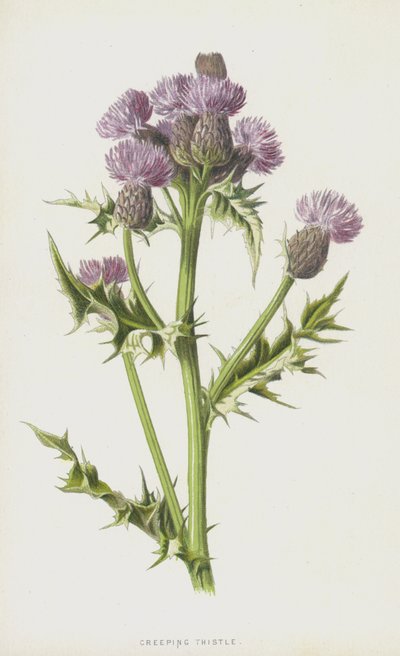 Chardon rampant - Frederick Edward Hulme