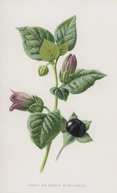Belladone - Frederick Edward Hulme