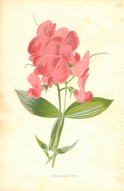 Pois éternel - Frederick Edward Hulme