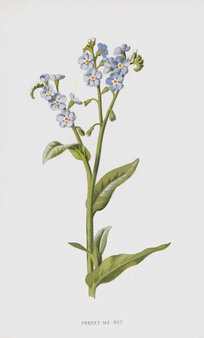 Myosotis - Frederick Edward Hulme