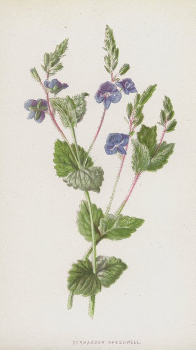 Véronique petit-chêne - Frederick Edward Hulme